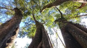 Parque Da Cidade Jundiaí